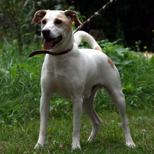 Jack sales russel labrador